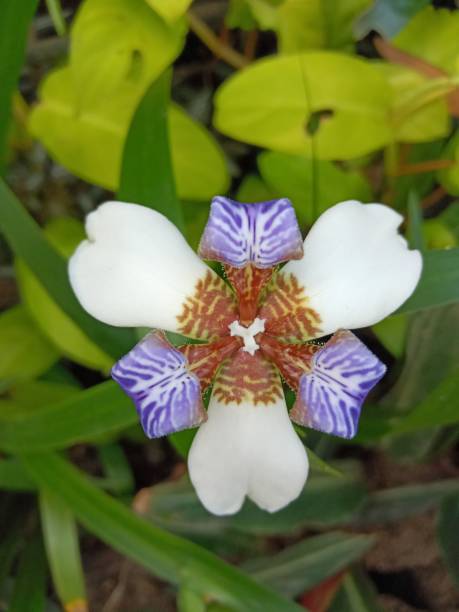 istock Walking Iris or Neomarica northiana 1495773507