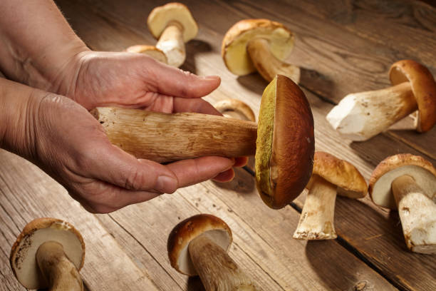 istock Cooking wild mushrooms. 1495773512