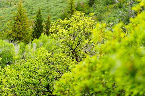 Gambel Oak Green Lush Trees - Scenic nature in springtime. Green lush foliage and wet from rain.