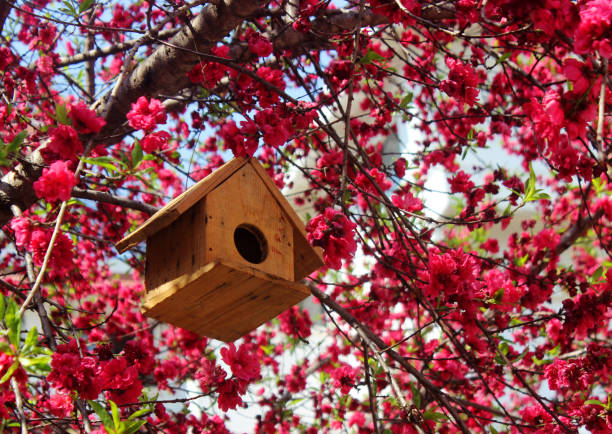 istock Birdhouse hanging on a tree. Nesting box hanging on the tree. Birdhouse with pink blossom cherry flower Sakura. Natural conservation and caring for animals. 1495774873