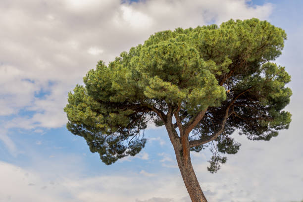 close-up de um pinhão ou pinus pinea - parasol pine - fotografias e filmes do acervo