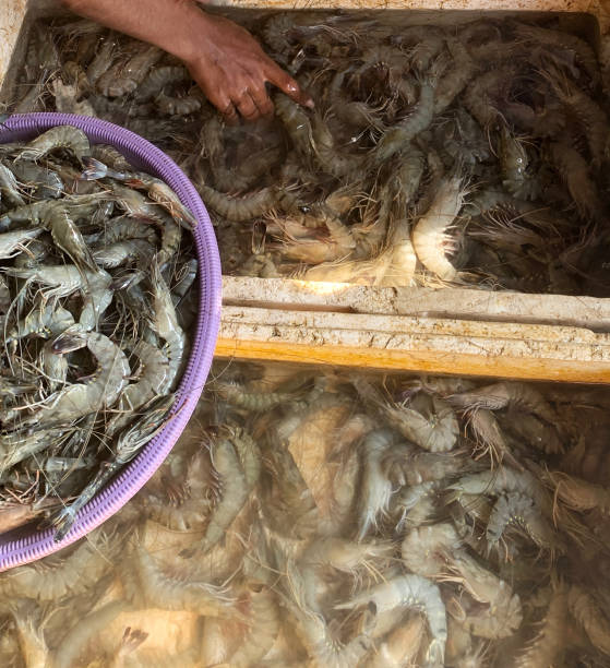 istock fresh shrimp in the fish market 1495777058
