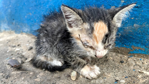 istock Poor kitten has lost its mother 1495777278