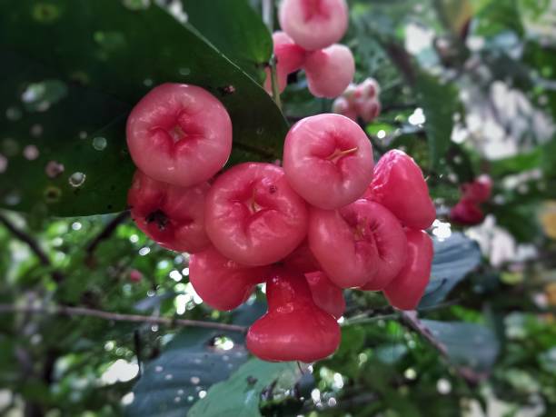 goyave d’eau en gros plan. - water apple photos et images de collection