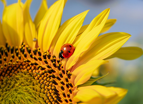 Macro photo of Ladybug in the green grass. Macro bugs and insects world. Nature in spring concept.