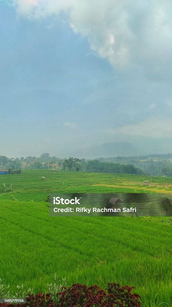 Unique Rice Field Indonesian Rice Fields In Hill Area Using Unique Method Called ...
