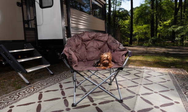 istock Dog exhausted after a day of camping 1495783009