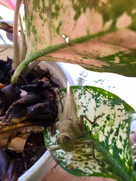 istock Giant caelifera (grasshoppers) that perch on leaves 1495786025