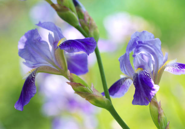 istock Blue iris flower on a colorful blurred background. 1495786322