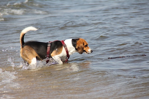 A brown and white furry canine walking in the shallow waters of a sandy beach