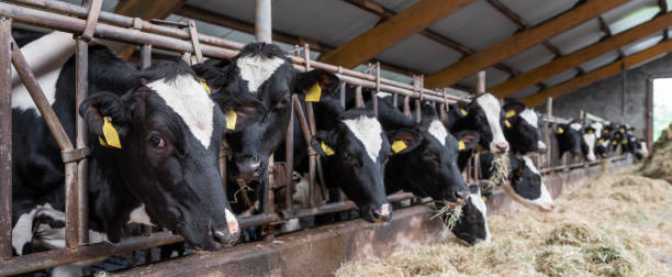 istock black and white spotted cows feed on hay inside dutch farm in holland 1495790205