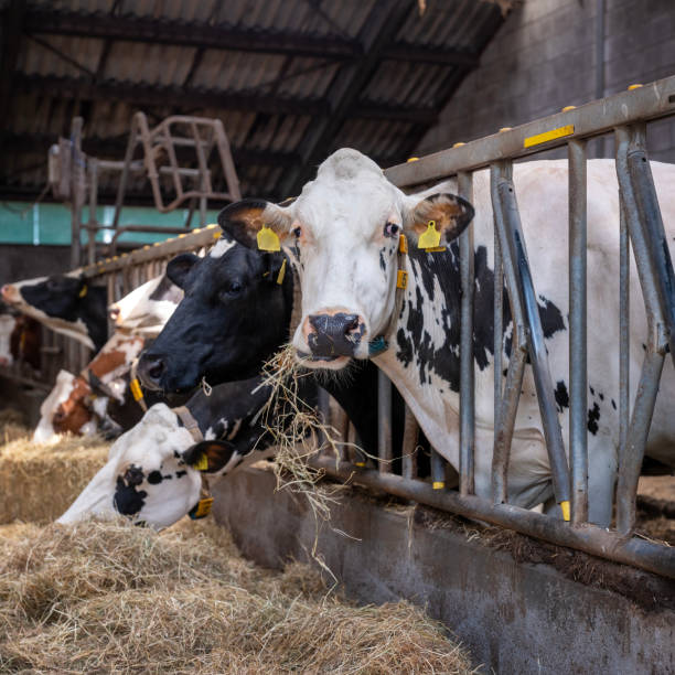 istock black and white spotted cows feed on hay inside dutch farm in holland 1495790213