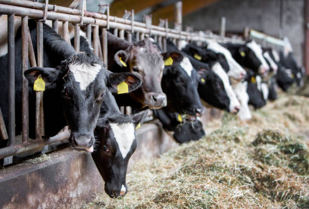 istock black and white spotted cows feed on hay inside dutch farm in holland 1495790216