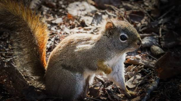 istock Closeup of a squirrel perched on dried leaves 1495791823