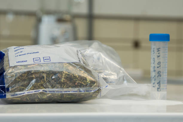 An empty plastic sample tubenext to a plastic bag with animal feed for GMO testing on a white laboratory bench. Science, analysis, testing. FASFC, Federal Agency for the Safety of the Food Chain un tubo de muestra de plástico vacío junto a una bolsa de plástico con alimento para animales para pruebas de ogm en un banco de laboratorio blanco. ciencia, análisis, pruebas. fasfc, agencia federal para la seguridad de la cadena alimentaria