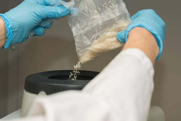 파란색 니트릴 장갑을 끼고 연삭을 위해 원심 초원심 분쇄기에 쌀 샘플을 붓는 손의 클로즈업. gmo 테스트를 위한 샘플 준비. 과학·실험실 - nitril 뉴스 사진 이미지