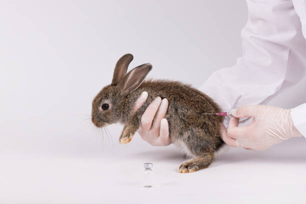 istock Vet doctor hold the rabbit for checking up, Veterinary checking rabbit fur for fleas or mites, annual pet healthcare exam 1495792131