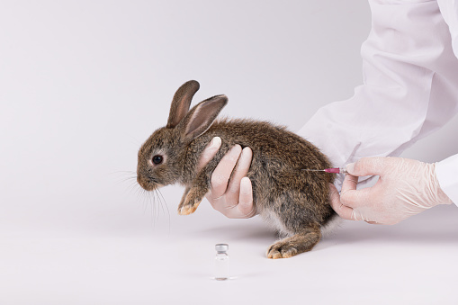 Vet doctor hold the rabbit for checking up, Veterinary checking rabbit fur for fleas or mites, annual pet healthcare exam