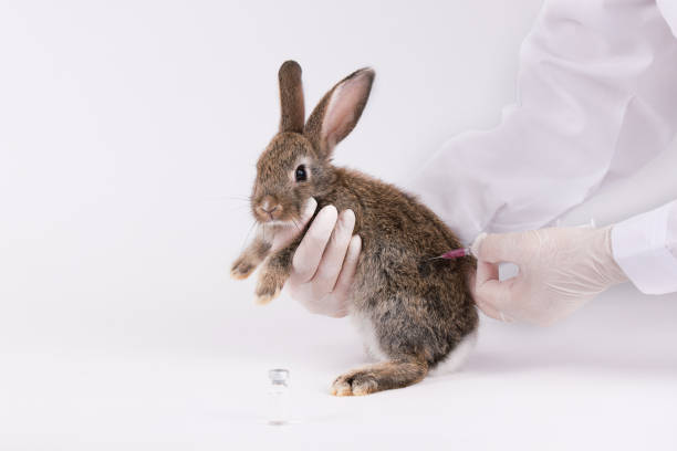 istock Vet doctor hold the rabbit for checking up, Veterinary checking rabbit fur for fleas or mites, annual pet healthcare exam 1495792136