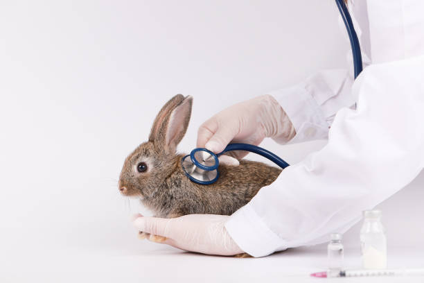 istock Vet doctor hold the rabbit for checking up, Veterinary checking rabbit fur for fleas or mites, annual pet healthcare exam 1495792137