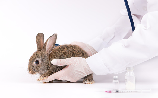 Vet doctor hold the rabbit for checking up, Veterinary checking rabbit fur for fleas or mites, annual pet healthcare exam