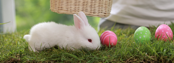 White rabbit play with variety color easter egg on green grass,White and Gray Rabbit play with variety color easter eggs on green grass