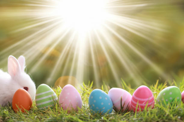 variety color of Easter eggs on green grass with white cute rabbit with sunray