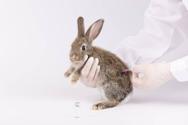 istock Vet doctor hold the rabbit for checking up, Veterinary checking rabbit fur for fleas or mites, annual pet healthcare exam 1495794959