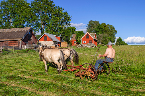 Falköping, Sweden-July, 2018: Draft horses at a hay field like the old time