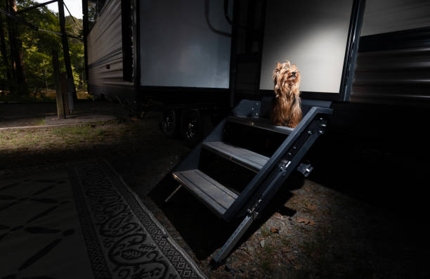 istock Lonely puppy at the camping trailer 1495796442