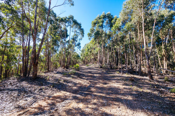istock Mount Sugarloaf Ridge Track in Melbourne Australia 1495796518