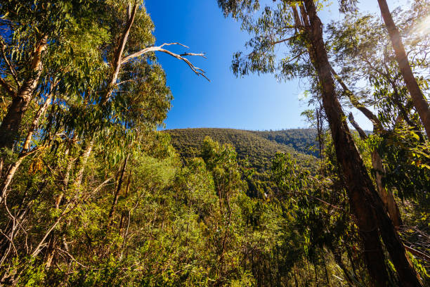 istock Mount Sugarloaf Ridge Track in Melbourne Australia 1495796526