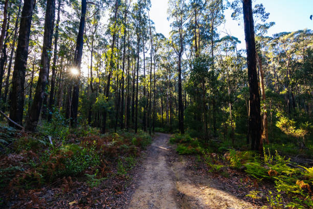 istock Mount Sugarloaf Ridge Track in Melbourne Australia 1495796639