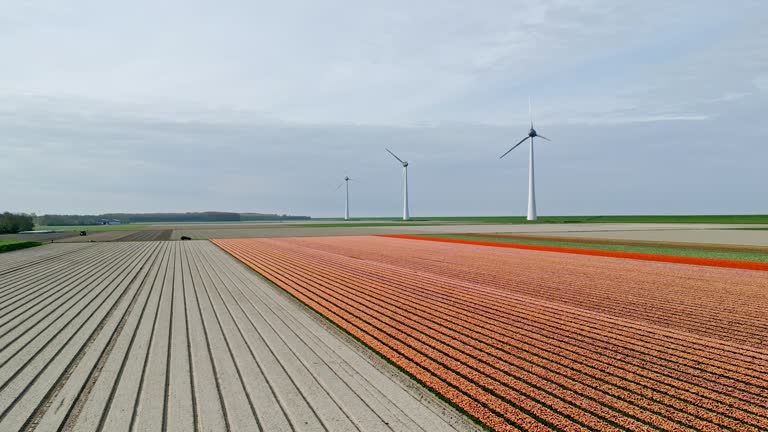 Orange Tulips  in agricultural fields with wind turbines in the background