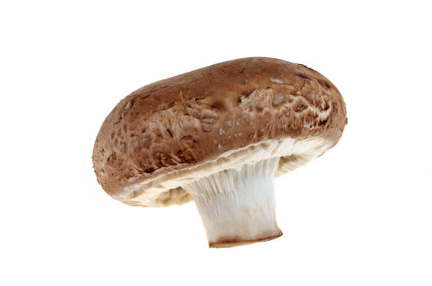 istock Portobello mushroom 1495796735