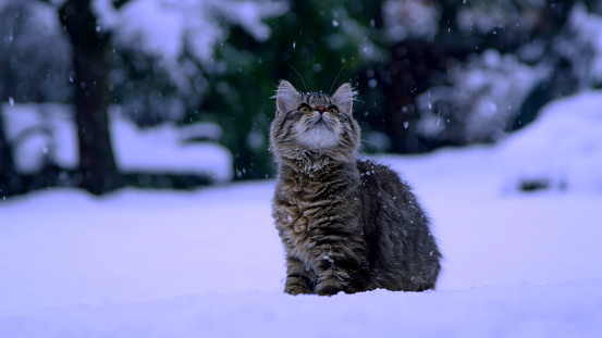 In the vast wilderness, a wild snow cat prowls with intense focus, searching for its elusive prey. With sleek fur blending seamlessly into the wintry landscape, this majestic predator embodies the essence of untamed power and stealth. Its piercing eyes gleam with a predator's determination, honed by years of survival in this unforgiving terrain. Every muscle in its agile body tenses, ready to spring into action at a moment's notice. As it silently traverses the snowy expanse, the cat's pawprints leave a trail of anticipation, a reminder of the untamed beauty of the natural world. Witness this extraordinary creature as it navigates its harsh surroundings, adapting to the challenges of its icy realm. Behold the raw essence of nature's predator, an embodiment of both grace and relentless determination, as it hunts for sustenance in the midst of a snow-covered landscape.