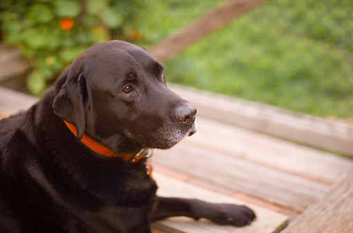 Portrait of an elderly black labrador dog sitting on a backyard deck