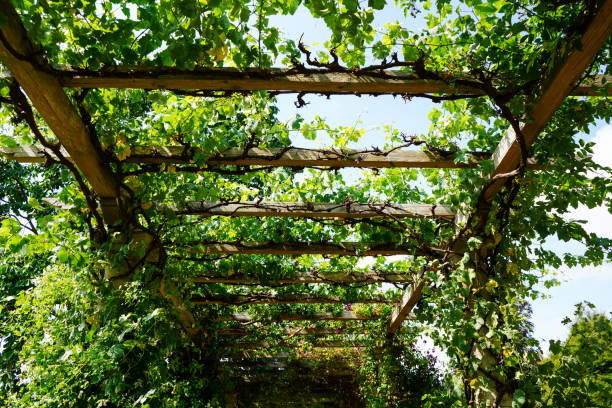 istock Plants growing over a wooden walkway 1495800014