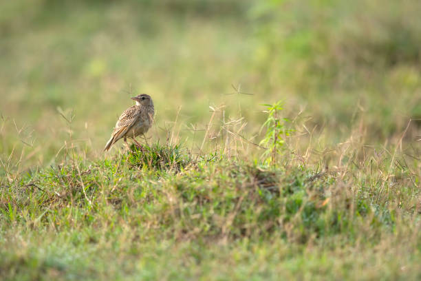 Bengal Bush lark (Mirafra assamica) in Field in Morning stock photo