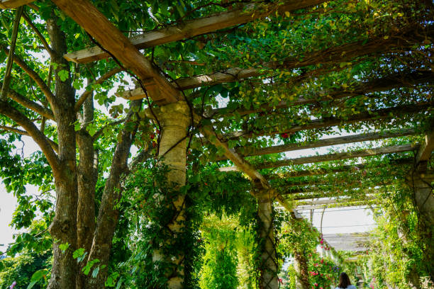 istock Plants growing over a wooden walkway 1495800274