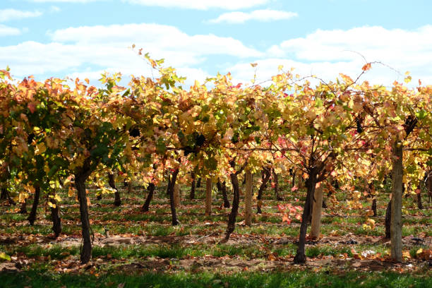 weinberge in mildura, victoria, australien - mildura stock-fotos und bilder