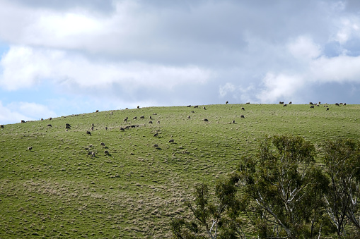 Flock of sheep roamoing on a hill in the Barossa Valley, a renowned wine-producing region northeast of Adelaide, in South Australia. The area encompasses towns such as Tanunda, Angaston and Nuriootpa. Shiraz grapes are the local speciality.