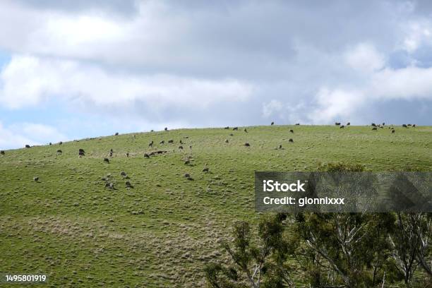 Flock Of Sheep In Barossa Valley South Australia Stock Photo - Download Image Now - Australia, Barossa Valley, Cloud - Sky