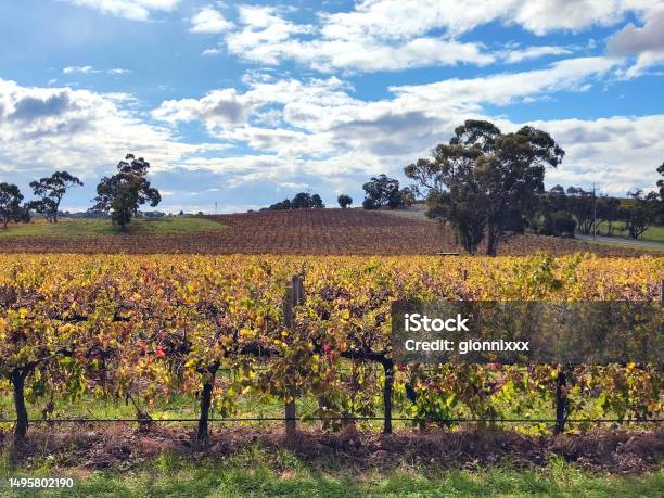 Vineyards In Barossa Valley South Australia Stock Photo - Download Image Now - Australia, Barossa Valley, Blue