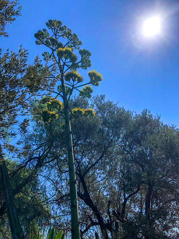 Blooming agave against the sky and sun