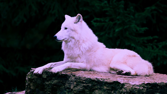 In a natural wilderness, witness the captivating presence of a majestic white wolf. Serenely resting upon a weathered rock, the wolf's piercing gaze scans the surroundings with a mix of curiosity and vigilance. Its pristine white fur stands out against the rugged backdrop, creating a striking contrast that exemplifies its untamed beauty. The untamed wilderness serves as a backdrop, where towering trees and distant mountains accentuate the wolf's solitary grace. With every movement, a sense of primal elegance emanates from this magnificent creature, reminding us of the untamed spirit of the wild. Capturing this moment in time, delve into the enigmatic world of the white wolf and embrace the ethereal allure of its gaze, connecting with the untamed forces of nature itself.
