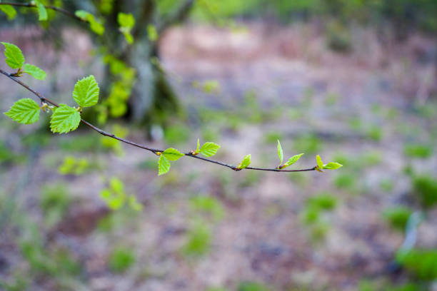 istock Close up of fresh green spring leaves growing on a thin branch 1495806210