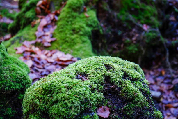 istock Close up of moss growing on an old fallen log 1495806217