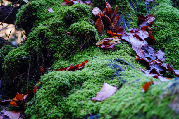 istock Close up of moss growing on an old fallen log 1495806228