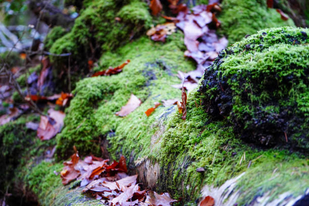 istock Close up of moss growing on an old fallen log 1495806238